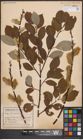 Foto von Salix caprea L.